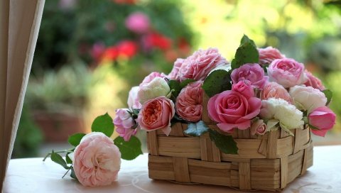 Розы, бутоны, цветы, корзина, красота