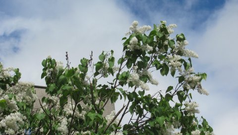 Сирени, цветение, небо, облака, весна, куст