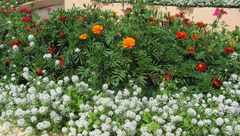 Бархат, цветы, разные, клумба, красота