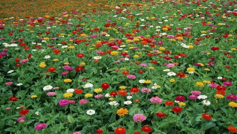 Zinnias, цветы, поля, зеленый, красота