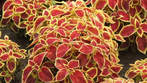 Coleus, цветы, яркие, красочные, земля