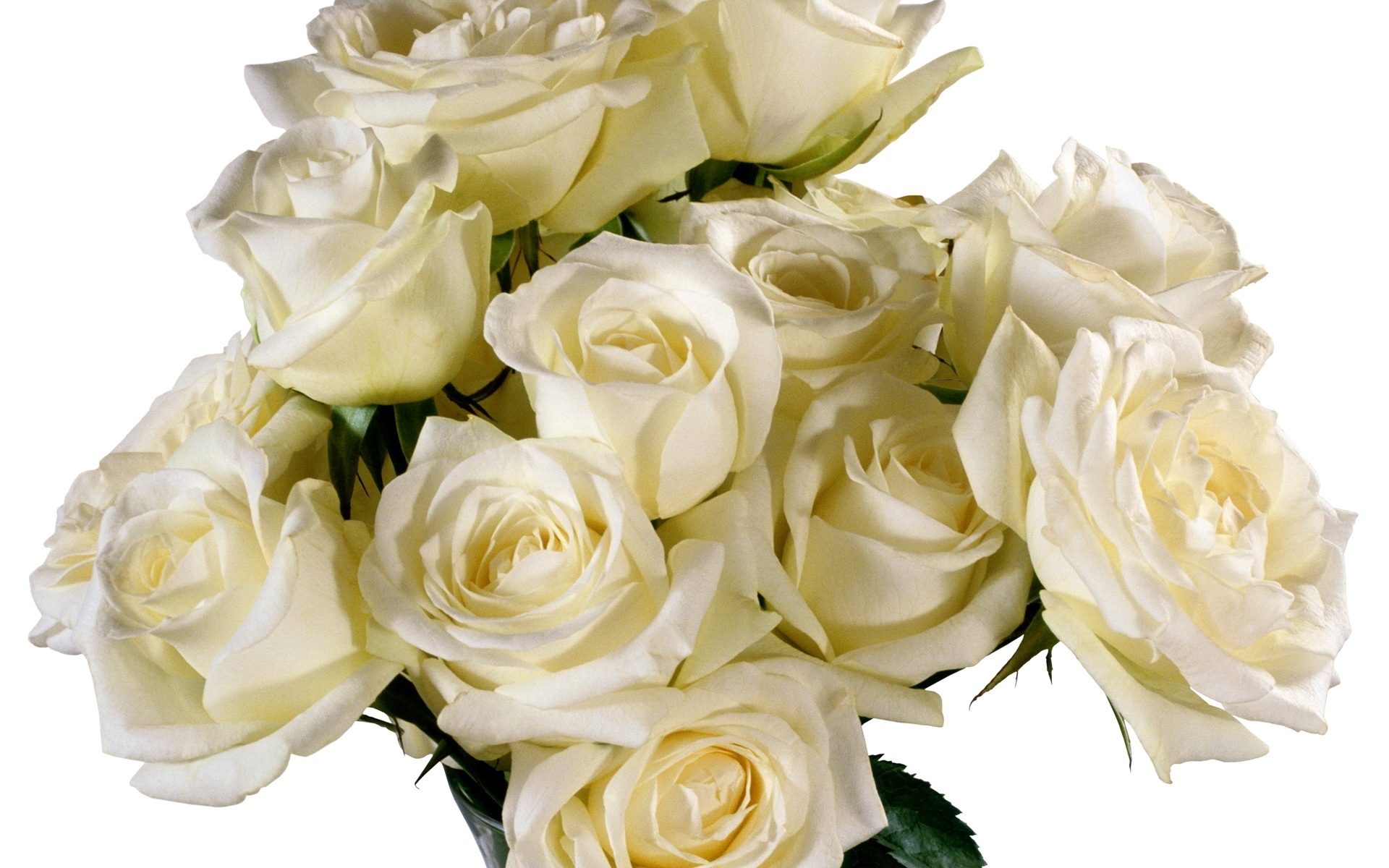 Картинки Розы, цветы, букет, белый, ваза, элегантно фото и обои на рабочий стол