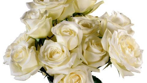 Розы, цветы, букет, белый, ваза, элегантно