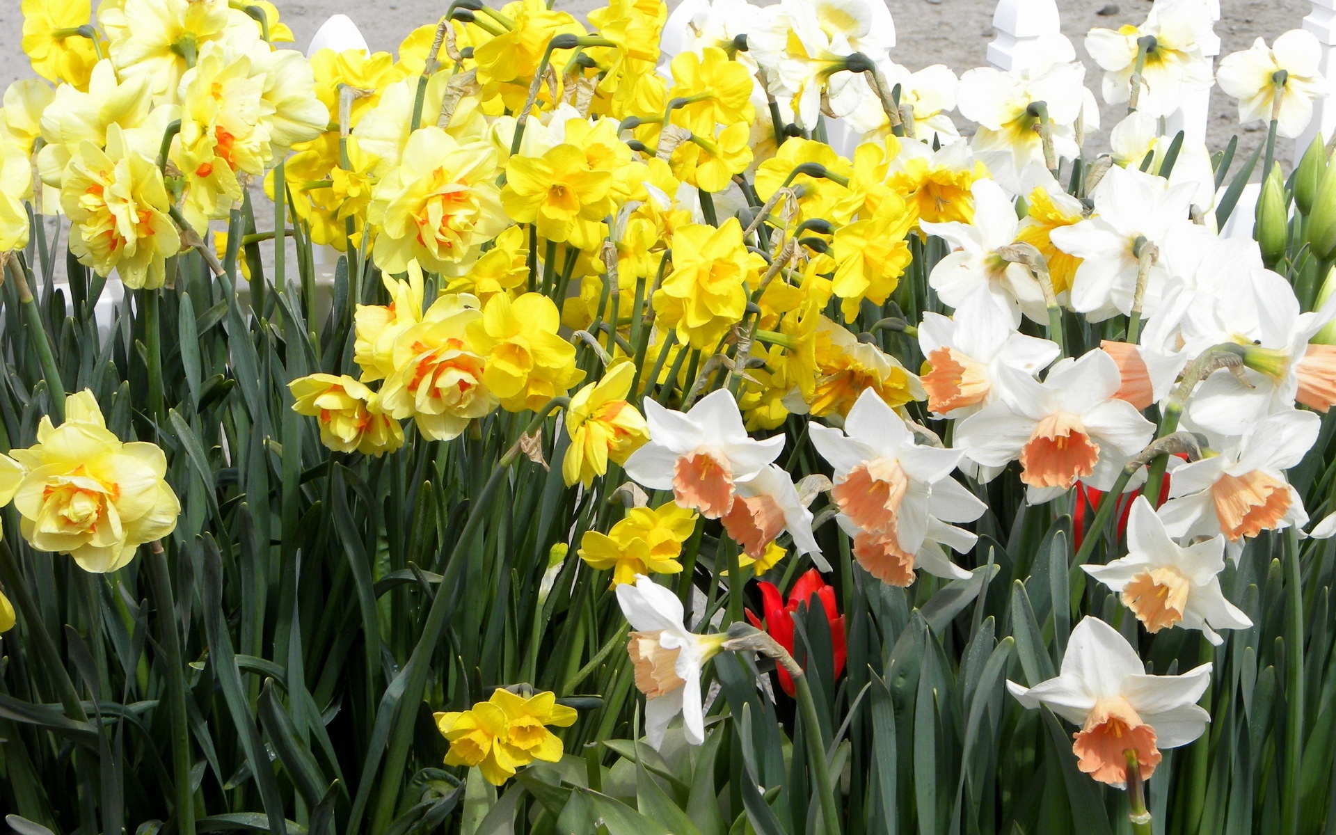 Картинки Нарциссы, цветы, белый, желтый, клумба, зеленый, весна фото и обои на рабочий стол