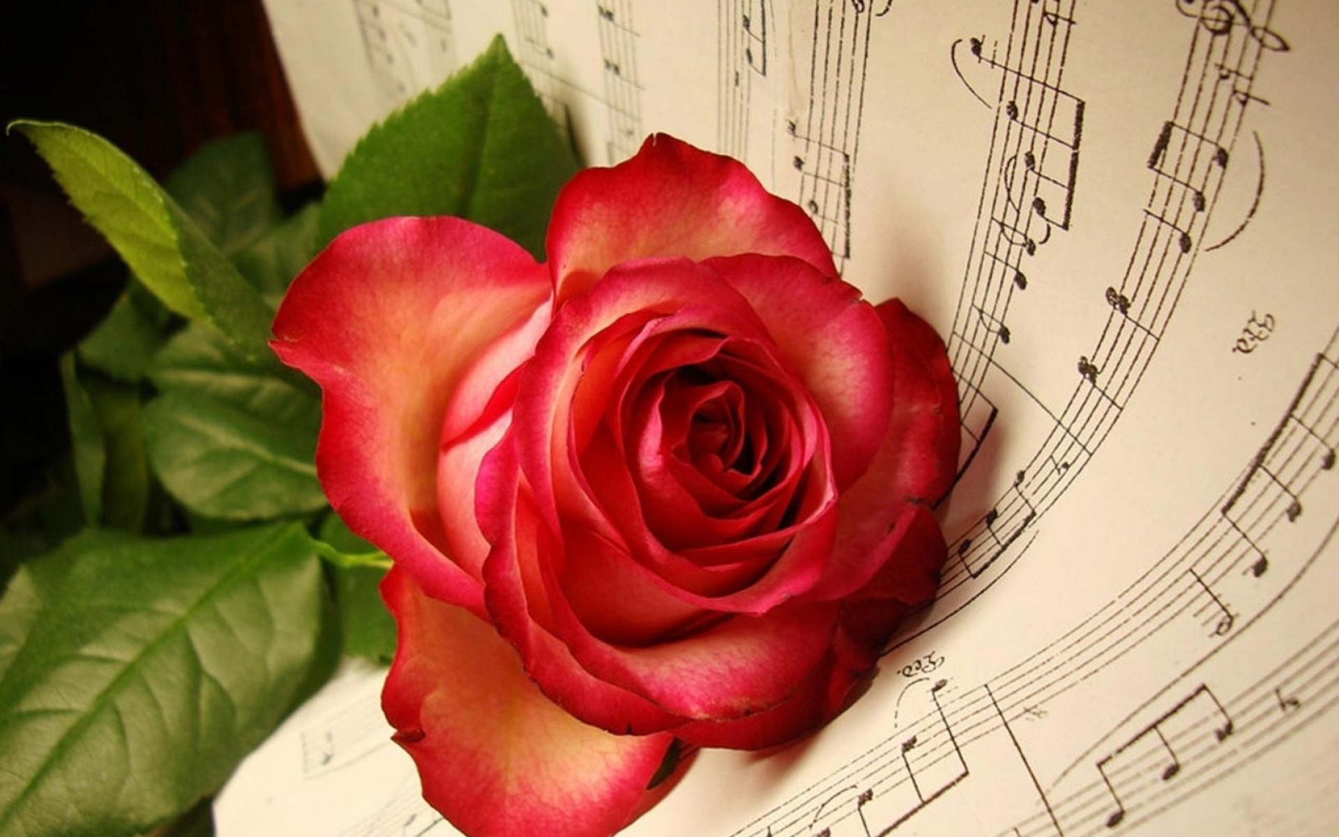 Картинки Роза, цветок, ложь, музыка фото и обои на рабочий стол