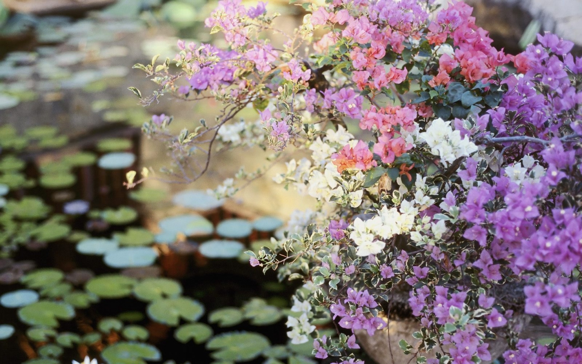 Цветочный пруд 22 глава. Цветной Цветущий куст у воды. Цветы Бали. Обои цветы на балконе. Цветы Сызрань.