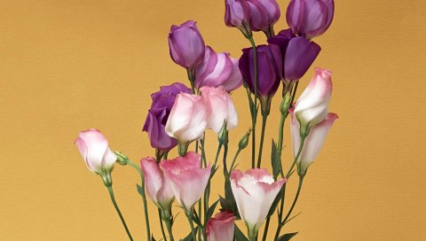 Lisianthus russell, цветы, букет, бутоны, тендер