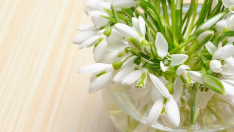 Подснежники, цветы, первоцвет, цветок, ваза, крупный план