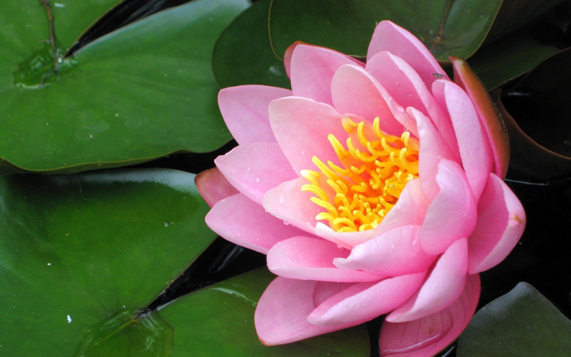 Почему водные цветковые растения. Цветок, кувшинка, розовый, лист. Лотос розовый. Обои кувшинки. Розовый цветок с широким листом на воде.