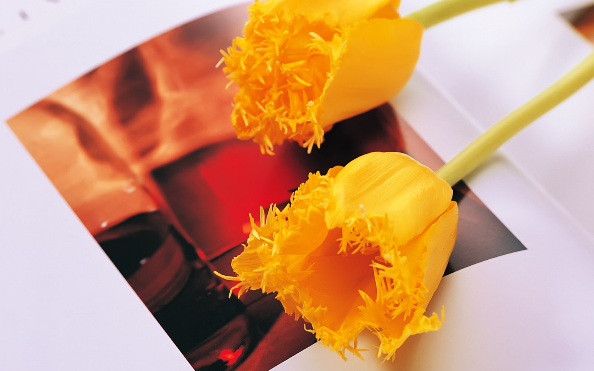 Картинки Тюльпаны, цветы, желтый, пара, книга, поворот фото и обои на рабочий стол