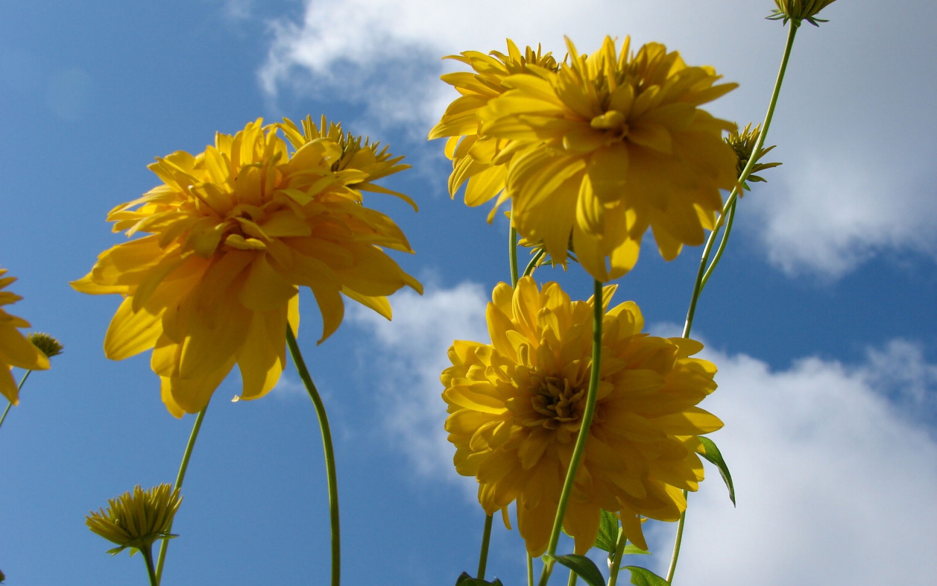 Желтые цветы с высоким стеблем