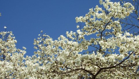 Магнолия, цветы, снежная, дерево, весна, небо