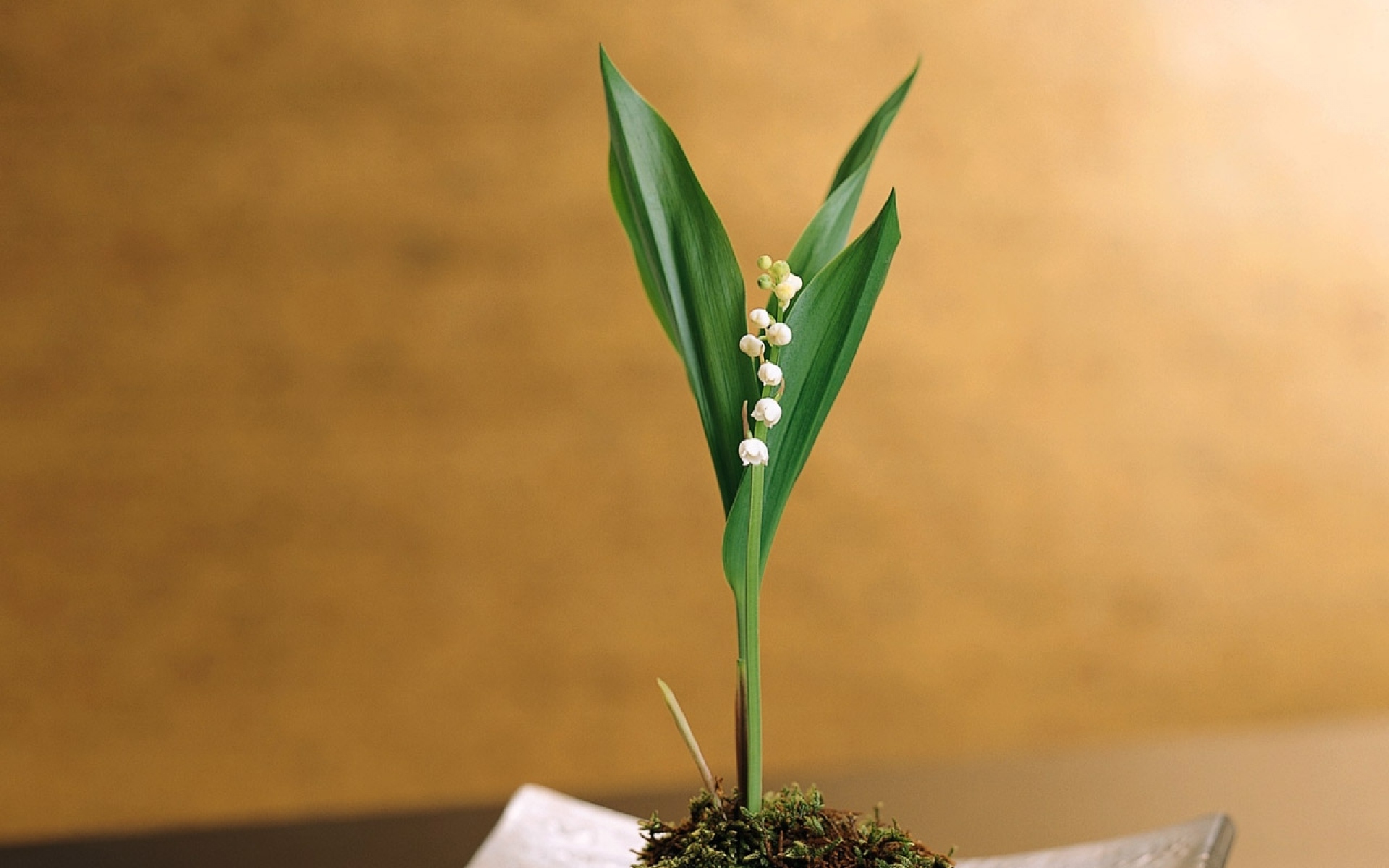 Картинки Muguet, flower, primrose, moss, stand фото и обои на рабочий стол