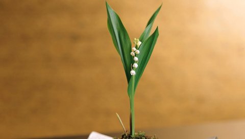 Muguet, flower, primrose, moss, stand