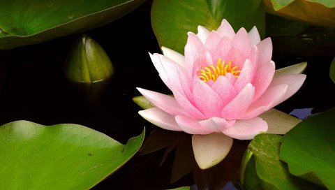 Водяная лилия, вода, листья, почка, крупный план
