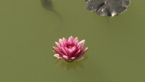 Водяная лилия, вода, болото, листья
