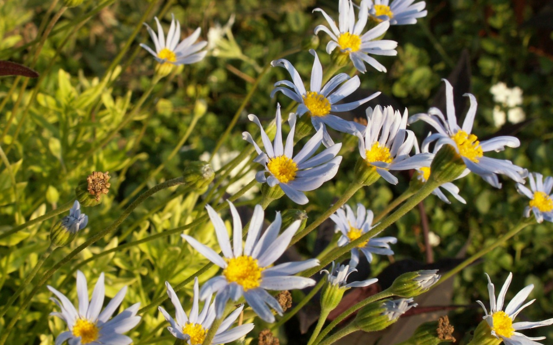 Картинки Цветы, синий, зеленый, солнечный фото и обои на рабочий стол