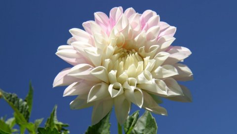 Далия, цветок, лист, макро, небо