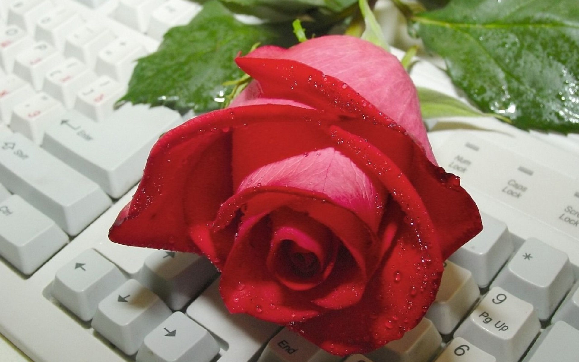 Роза на клавиатуре