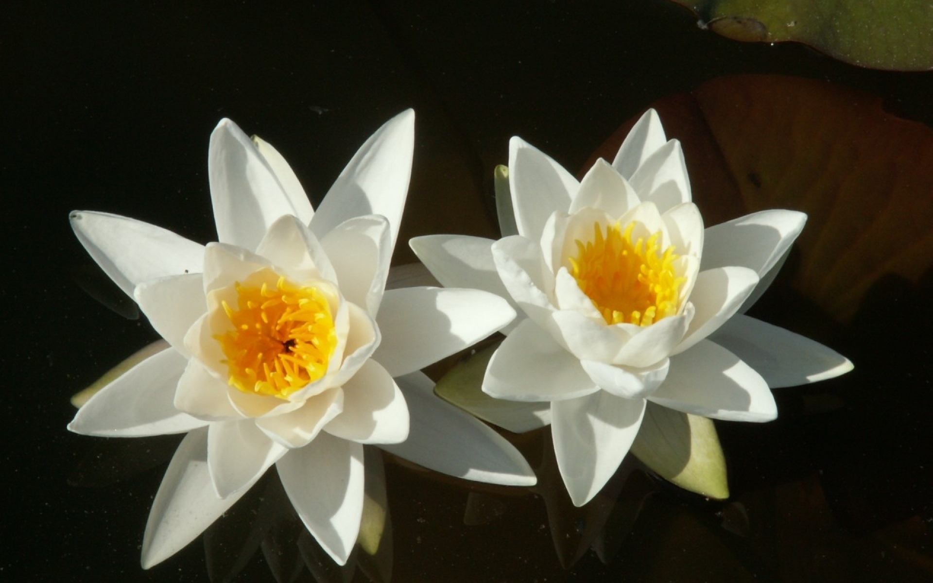 Водяные лилии 2. Белые цветы похожие на кувшинки. Две кувшинки. Две лилии на воде. 2. Кувшинка белая.