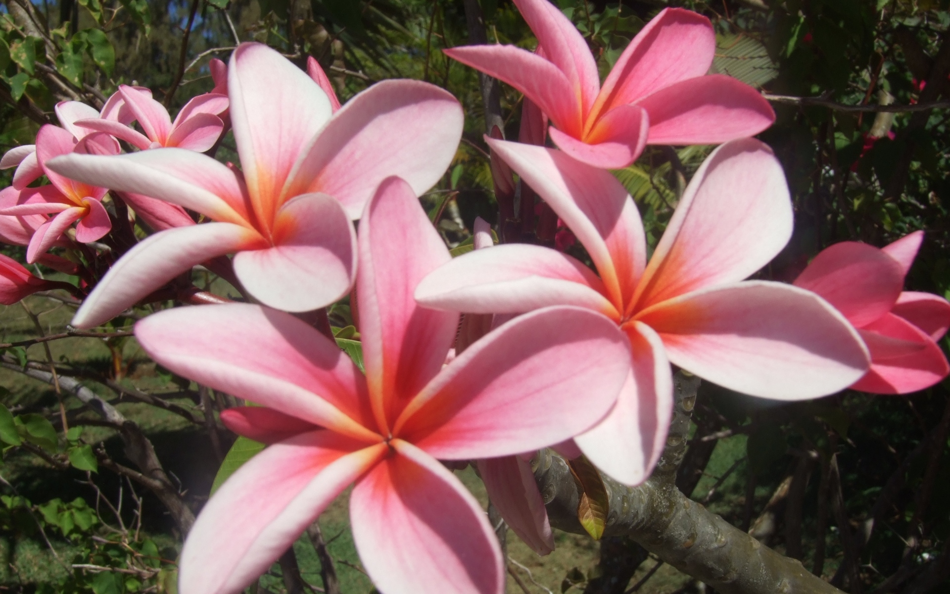 Картинки Plumeria, ветка, листья, сад, крупный план фото и обои на рабочий стол