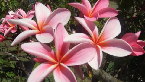 Plumeria, ветка, листья, сад, крупный план