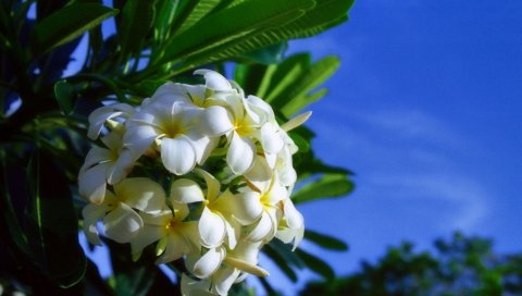Plumeria, белый, гроздь, зеленый, небо