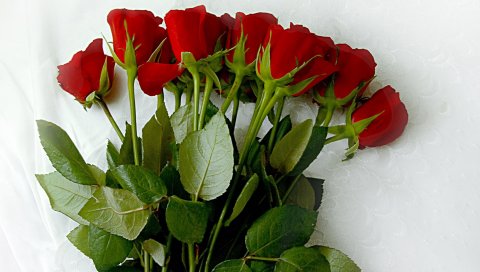 Розы, цветы, букет, ложь, скатерть