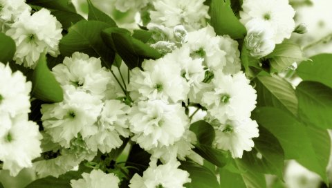 Цветение, кустарник, листья, крупный план
