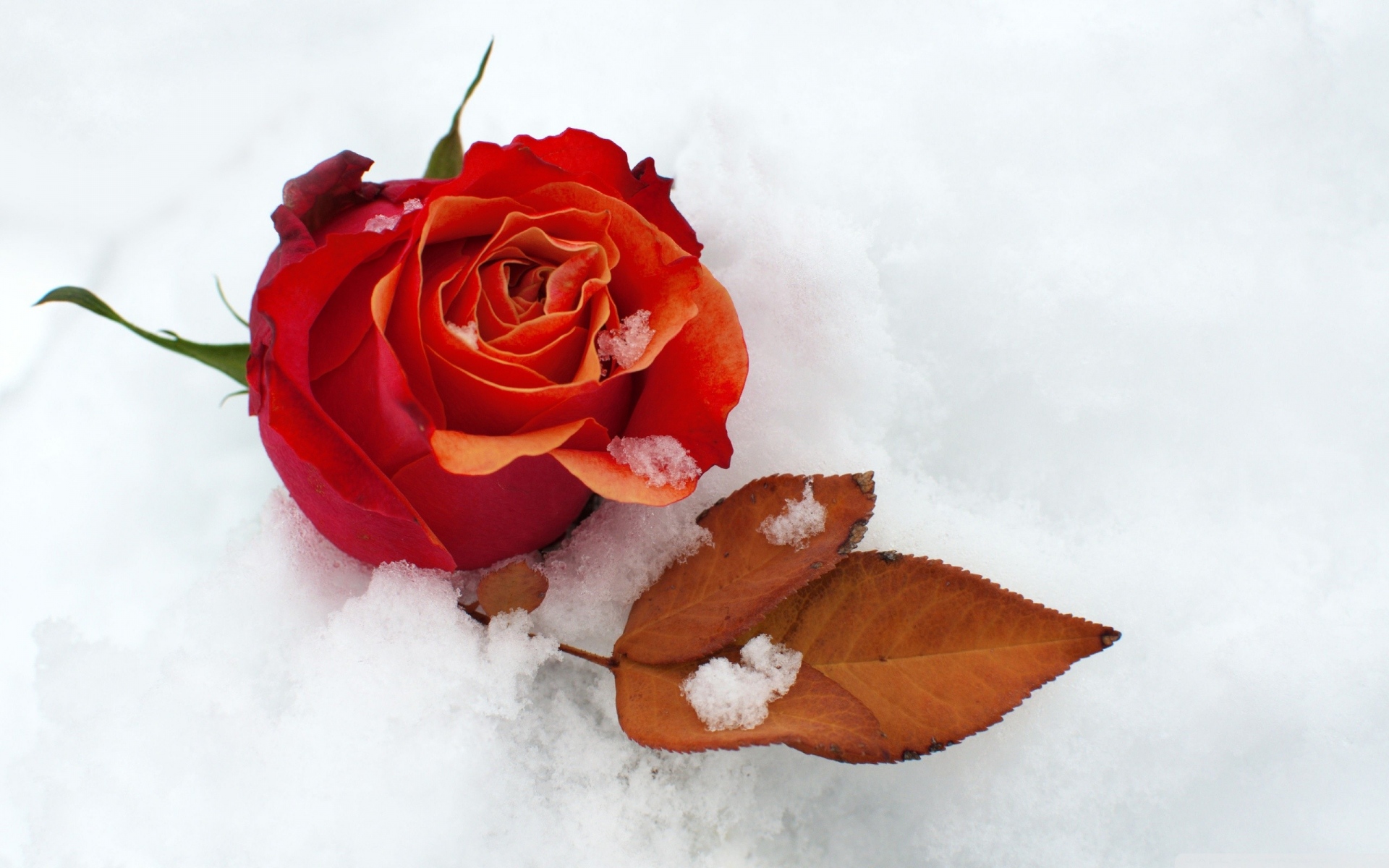 Картинки Роза, цветок, бутон, лист, снег, холод фото и обои на рабочий стол