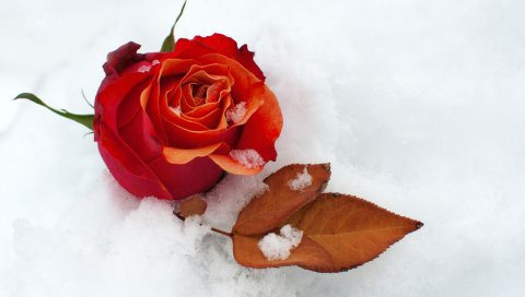 Роза, цветок, бутон, лист, снег, холод