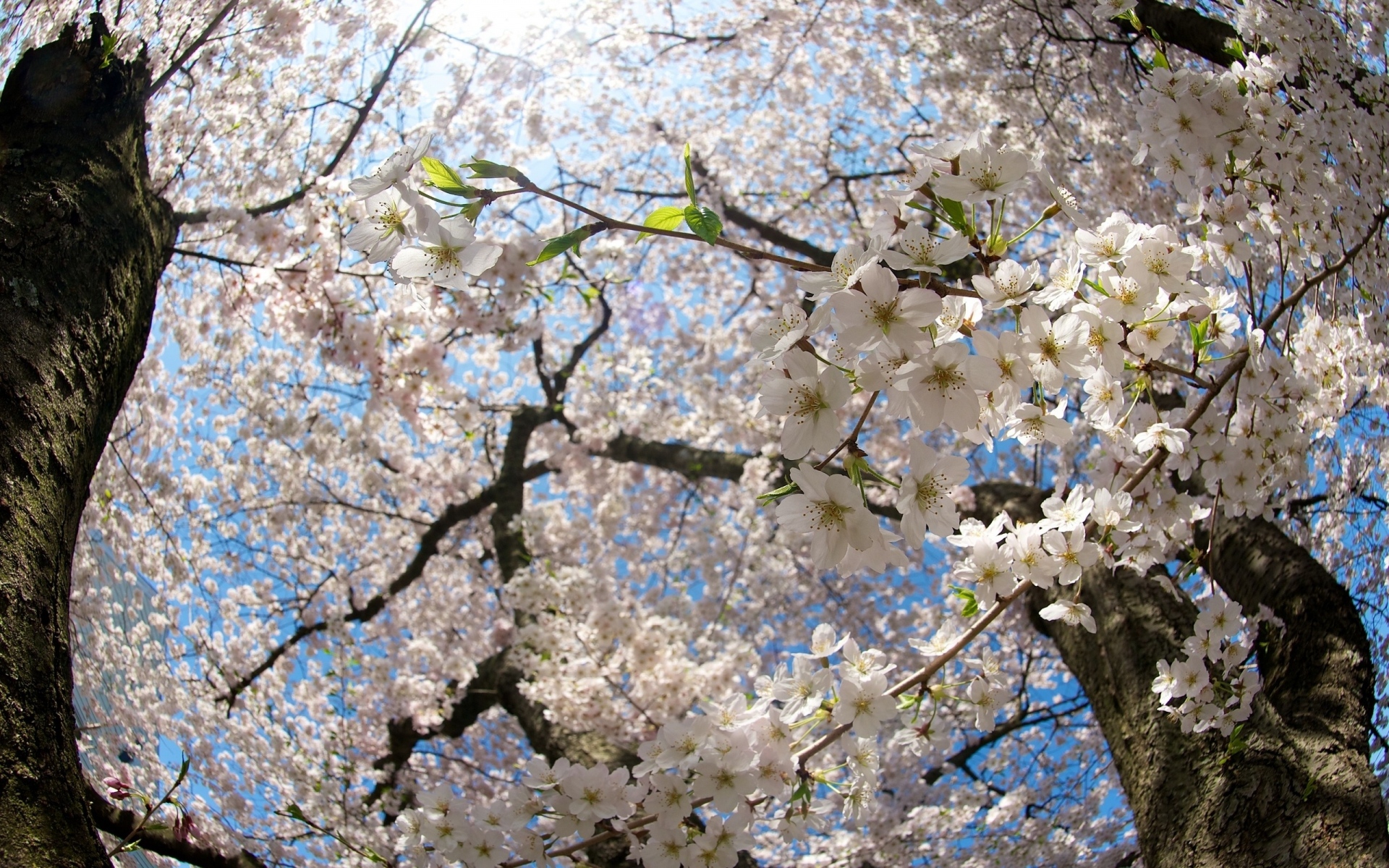 Картинки Цветок, дерево, яблоко, весна, ветви, листья фото и обои на рабочий стол