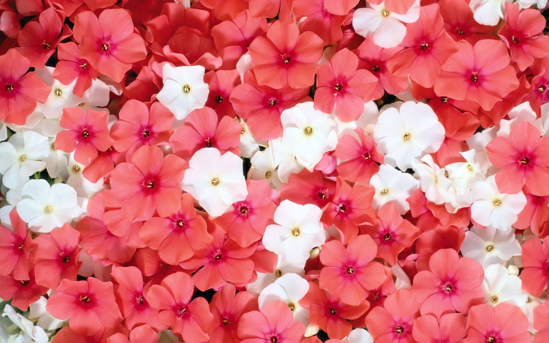 Какая красивая цветочками. Мелкая Цветущая Флокс. Флокс Rosa Pastell. Розовые цветы. Красивые цветочки.