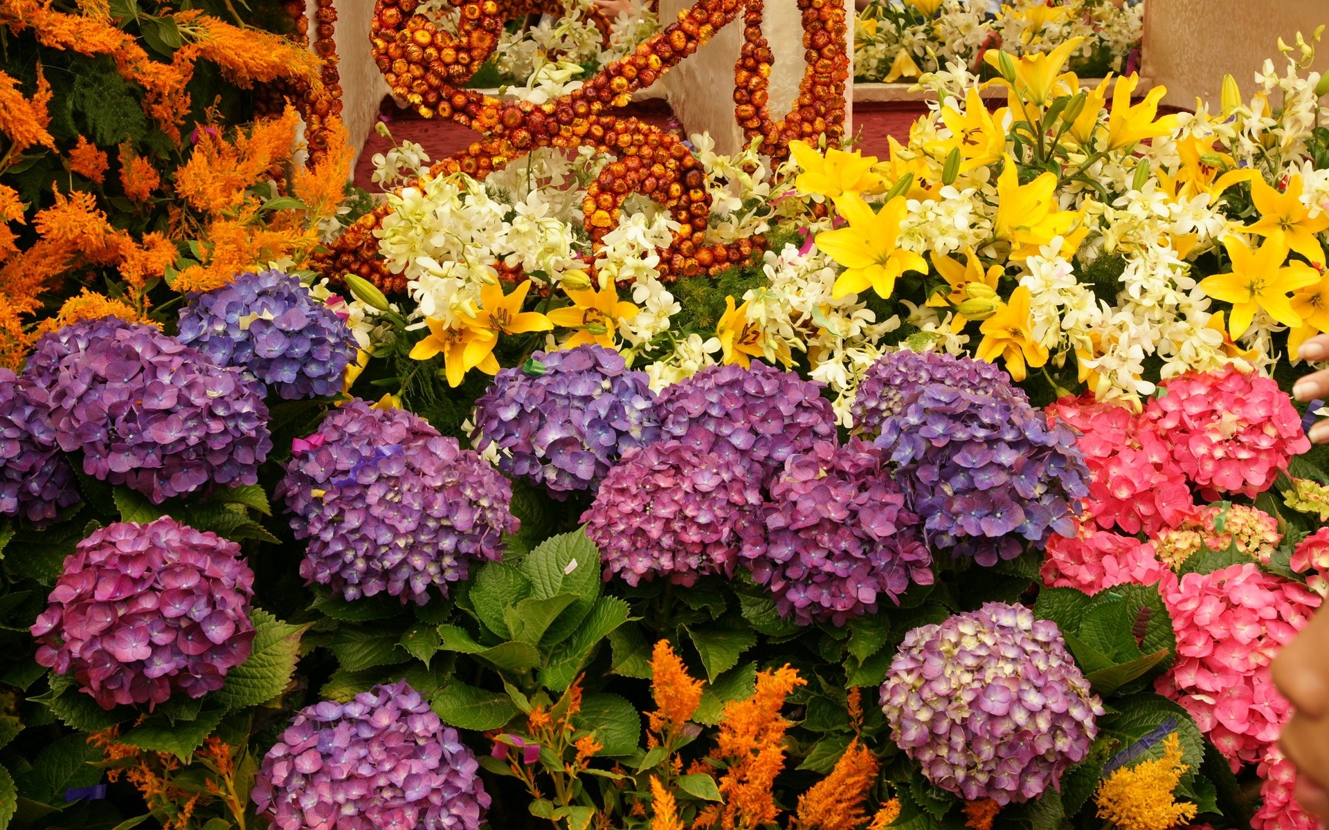 Картинки Гортензия, лилии, цветы, зелень, разнообразие фото и обои на рабочий стол
