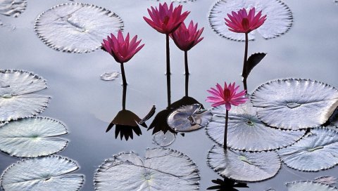 Водяные лилии, вода, листья, поверхность, отражение