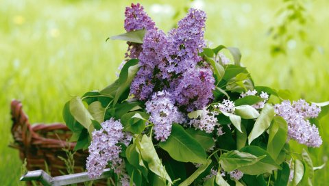 Лиловый, цветок, листья, полив, корзина, зелень