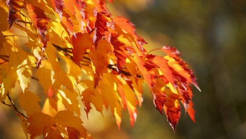 Ветка, сортировка, листья, осень, пушистый, фон, цвет