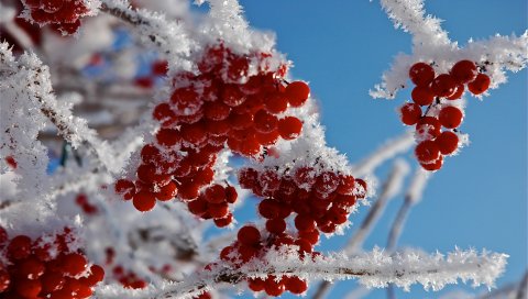 Ветви, мороз, крупный план, снег, ягоды