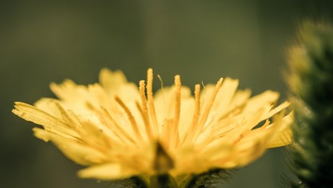 Цветок, лепестки, одуванчик, размытые, фон