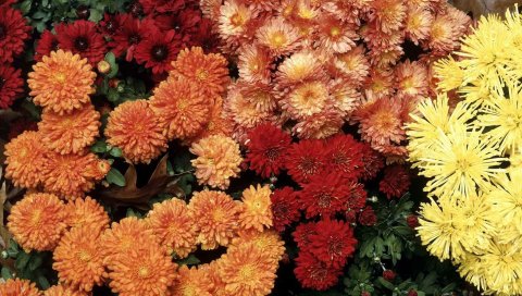 Цветы, хризантемы, яркие, разные, зеленые