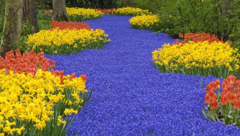 Нарциссы, тюльпаны, мускари, весна, дорога, деревья, парк