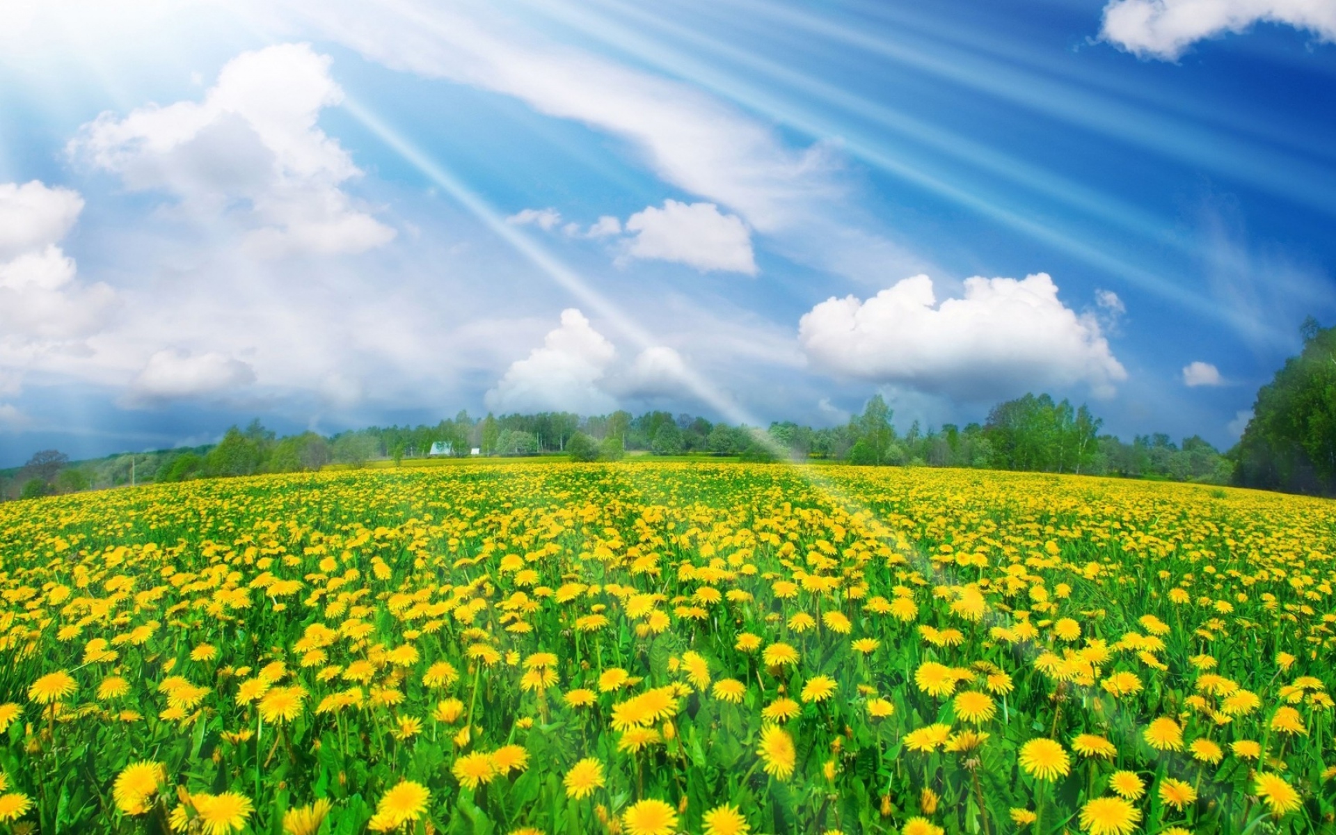 Картинки Одуванчики, цветы, поляны, лучи, солнце, полукруг, травы, деревья, небо фото и обои на рабочий стол
