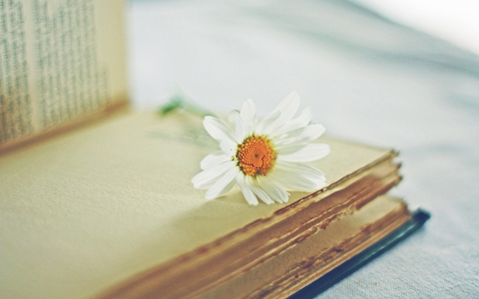 Картинки Ромашка, цветок, книга, страница, размытие фото и обои на рабочий стол