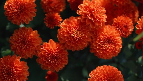Георгины, цветы, бутоны, яркие, крупным планом