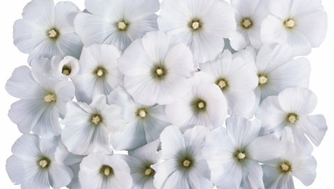 Цветы, белые, тычинки, пыльца