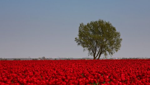 Тюльпаны, цветы, красный, яркий, поле, дерево, небо