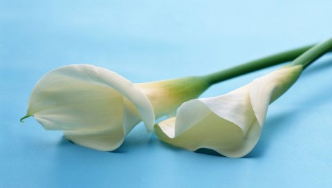 Калла лилии, цветы, пара, ложь