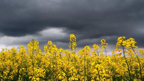 Цветы, желтый, луг, небо, облака, облачно