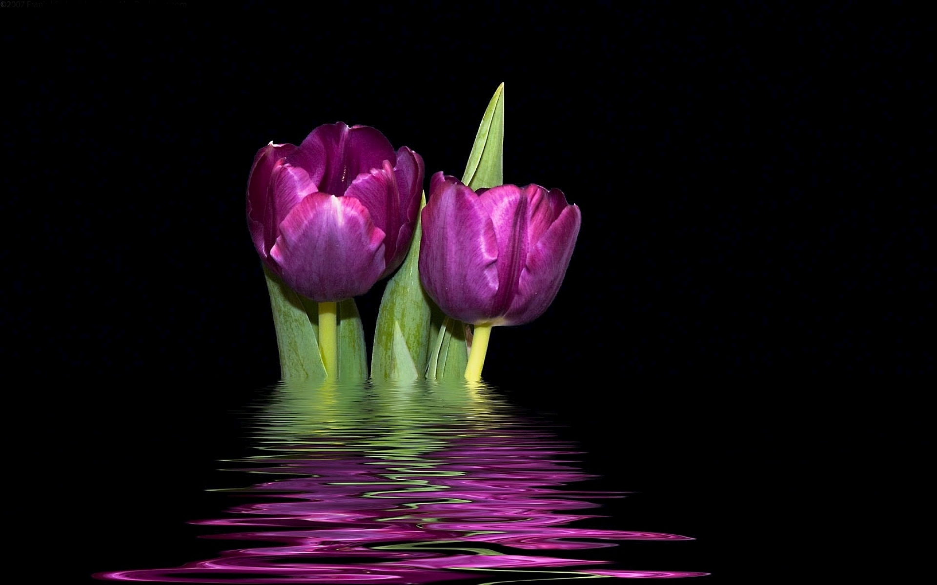 Обои с тюльпанами на телефон. Цветы на темном фоне. Тюльпаны на черном фоне. Тюльпан фиолетовый. Цветы на черном фоне.