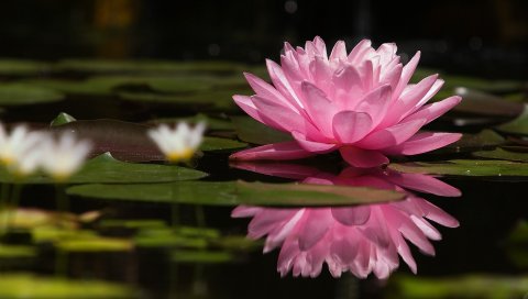 Вода лилия, вода, отражение, зеленый, болото, поверхность